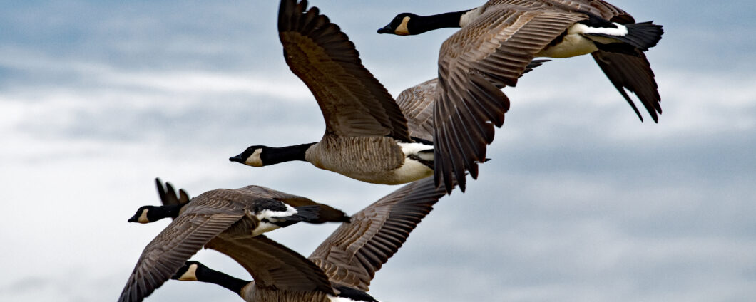 Four Canadian geese flying together against a backdrop of blue sky and clouds